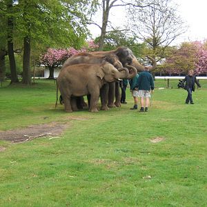 Asian Elephants in the Lubtkin Areana