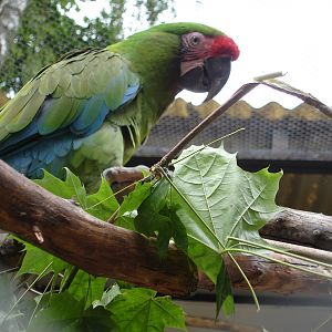 Military Macaw