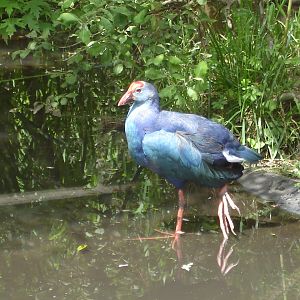 Purple swamphen