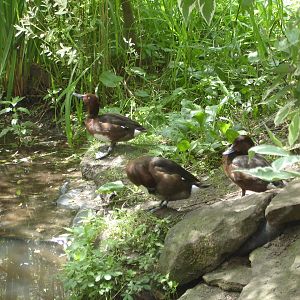 Ferruginous Duck