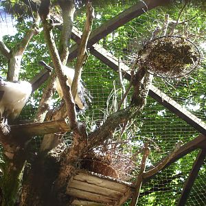 Sacred ibis nests