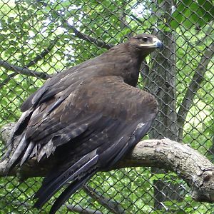 Steppe eagle