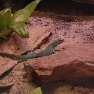 Green lizard