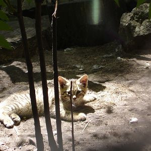 Young wildcat