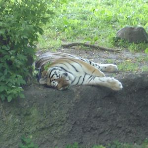 Siberian tiger