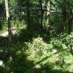 New exhibit for euroasian lynx