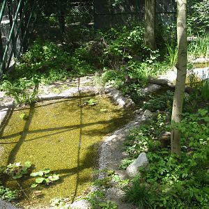 New exhibit for euroasian lynx