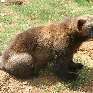 Wolverine; Whipsnade; 3rd July 2010