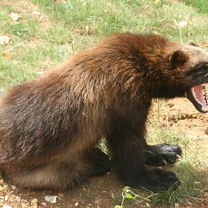 Wolverine; Whipsnade; 3rd July 2010
