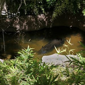 tapir completely submerged