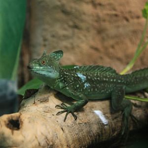 green basilisk