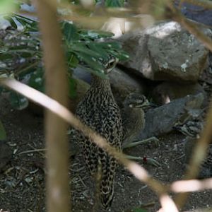 cape thicknee family