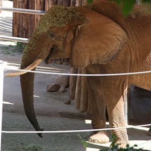 You are supposed to eat it, not wear it!