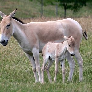 Onager foal; Whipsnade; 3rd July 2010