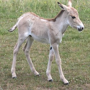 Onager foal; Whipsnade; 3rd July 2010