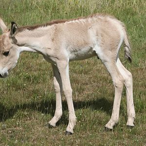 Onager foal; Whipsnade; 3rd July 2010