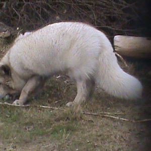 arctic fox1 04/10