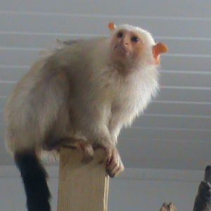 silvery marmoset 01/10