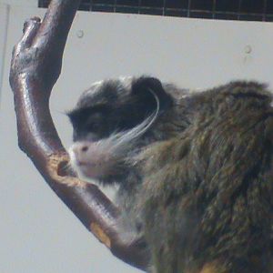 emperor tamarin 01/10