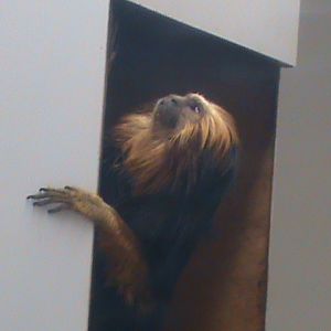 golden headed lion tamarin 01/10