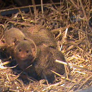 dwarf mongoose 01/10