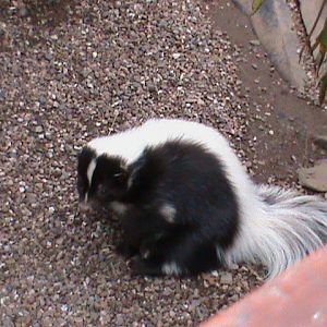 striped skunk 01/10