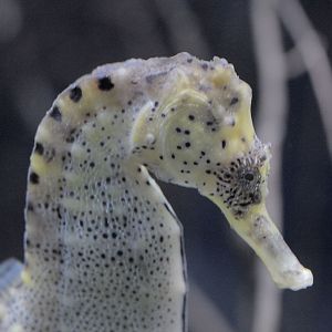 Long-snouted seahorse