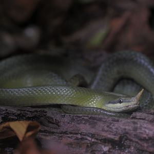 Rhinoceros Snake