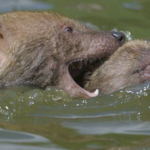 Bushdogs in their pool