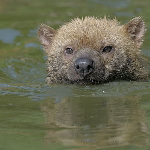 Bushdog swimming
