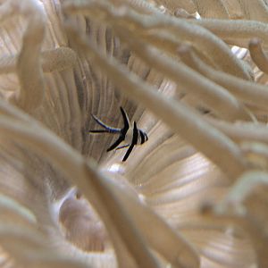 Newly released Banggai cardinal fry