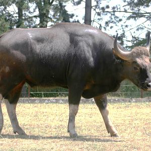 Gaur; Whipsnade; 3rd July 2010