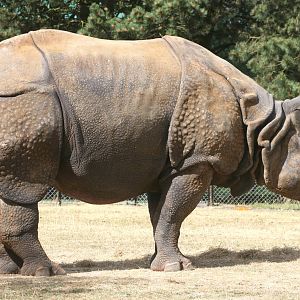 Indian rhinoceros; Whipsnade; 3rd July 2010