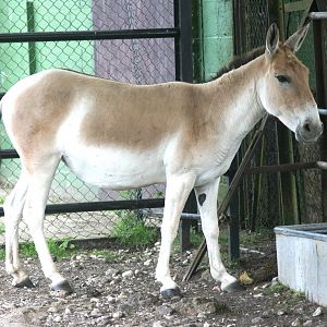 Onager; Whipsnade; 3rd July 2010