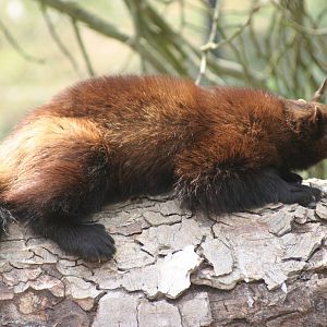 Wolverine; Whipsnade; 3rd July 2010