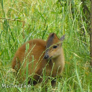 Female Red Duiker Outdoor Paddock 4th July 2010