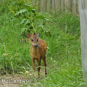 Female Red Duiker Outdoor Paddock 4th July 2010