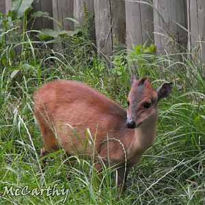 Female Red Duiker Outdoor Paddock 4th July 2010