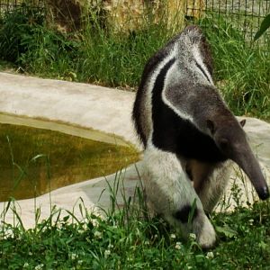 Giant anteater Alejandro