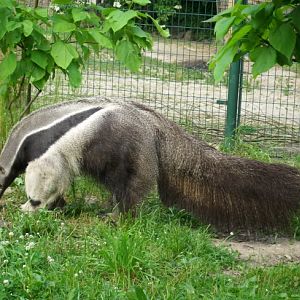 Giant anteater Alejandro