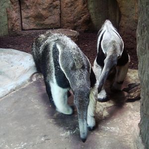 Giant anteaters Alejandro and Fermina Sorpresa