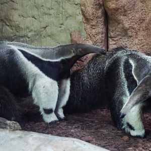 Giant anteaters Alejandro and Fermina Sorpresa