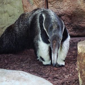 Mr wkojady olbrzymie - ZOO Opole 18