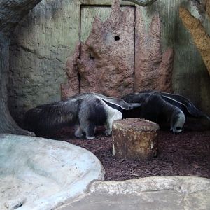 Giant anteaters Alejandro and Fermina Sorpresa