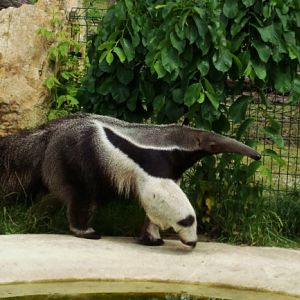 Giant anteater Alejandro
