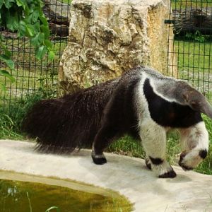 Giant anteater Alejandro