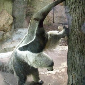 Giant anteater Alejandro