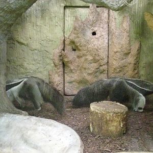 Giant anteaters Alejandro and Fermina Sorpresa