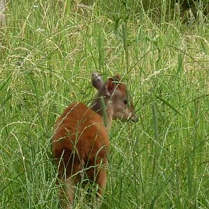 Natal Red Duiker Chester Zoo 4/7/2010