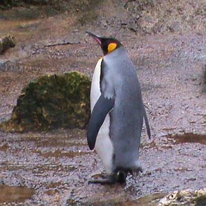 king penguin2 02/10